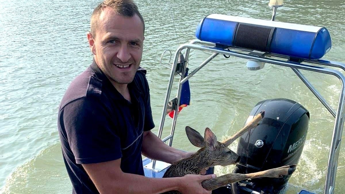 Doi polițiști de frontieră au salvat un pui de căprioară care era să se înece în Dunăre